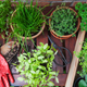 Image for article titled Last Call: Please help me not kill my plants